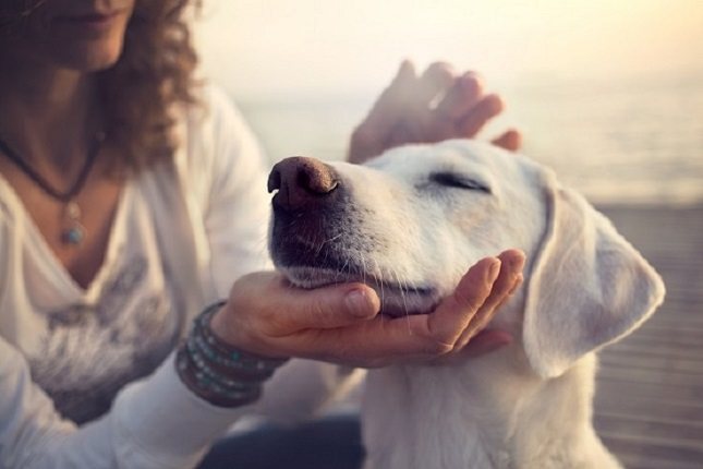 Cualquier raza de carácter suave de perro puede considerarse un perro de terapia 
